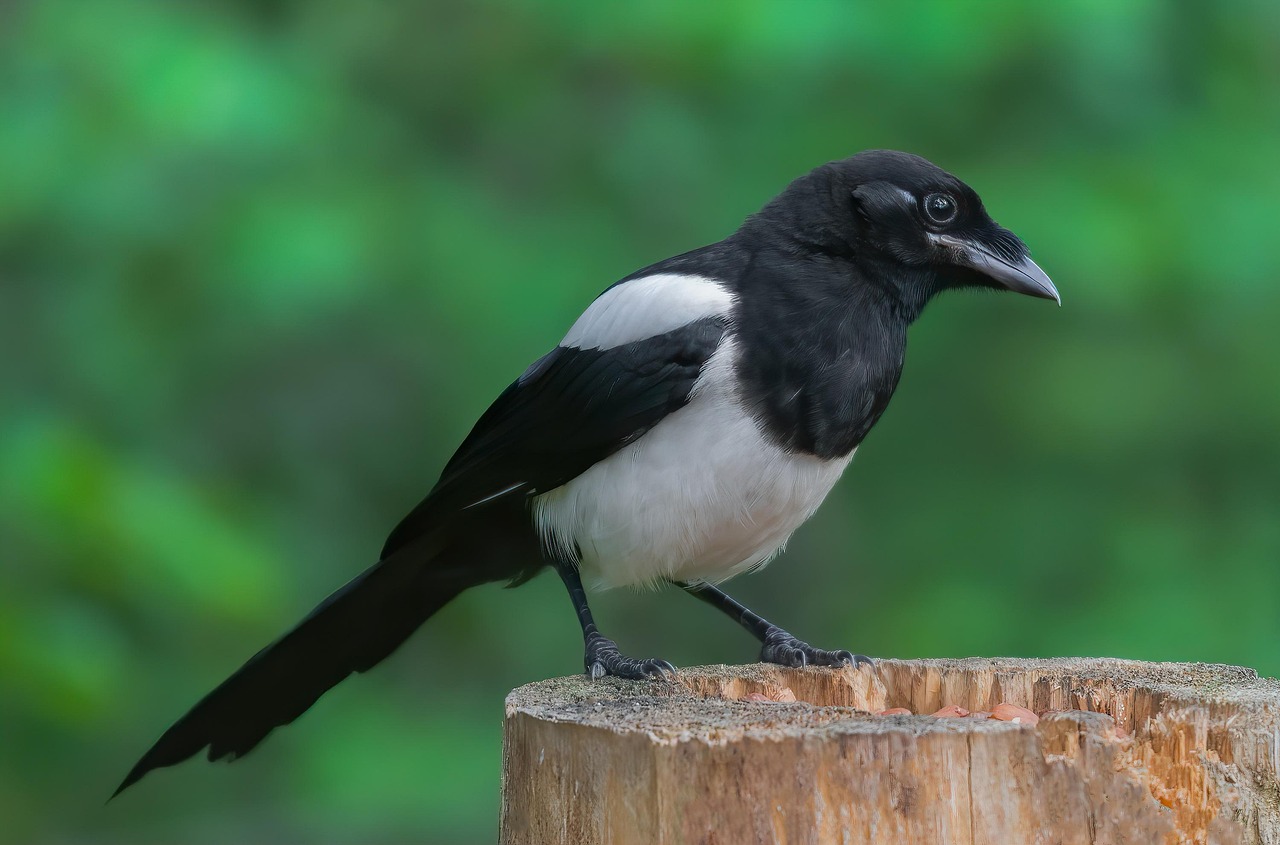 Magpie
